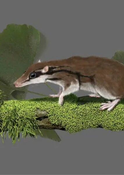 Agilodocodon