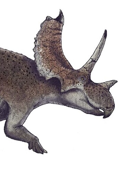 Agujaceratops