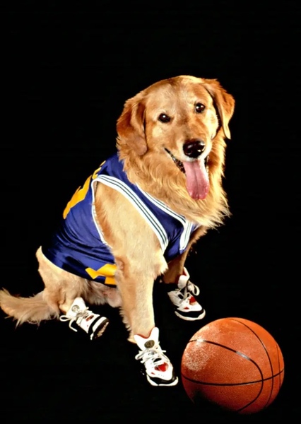 Air Bud (dog) photo