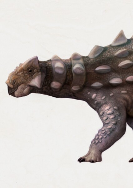 Akainacephalus