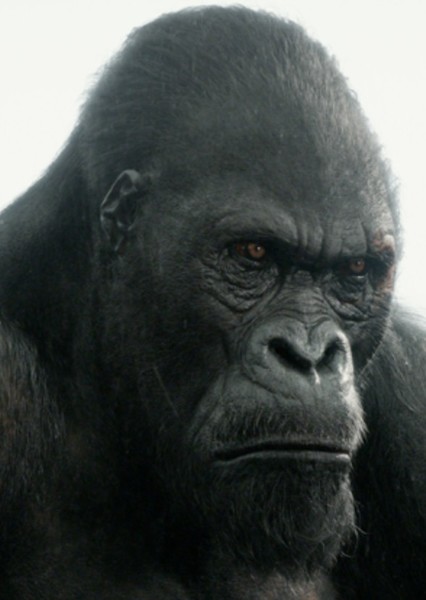 Akut (The Legend of Tarzan) photo
