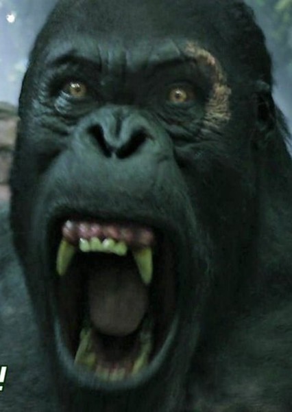 Akut (The Legend of Tarzan) photo