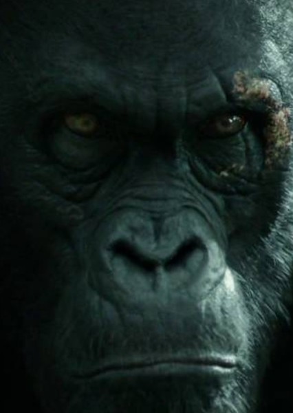 Akut (The Legend of Tarzan) photo
