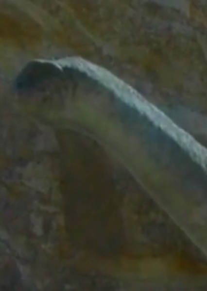 Alamosaurus photo