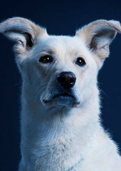Alan Tudyk photo