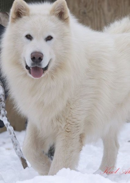 Alaskan Malamute photo