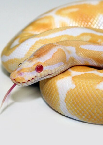 Albino Burmese Python photo