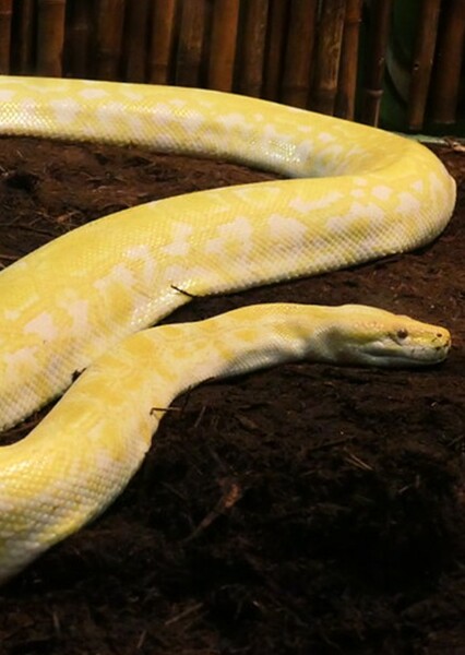 Albino Burmese Python