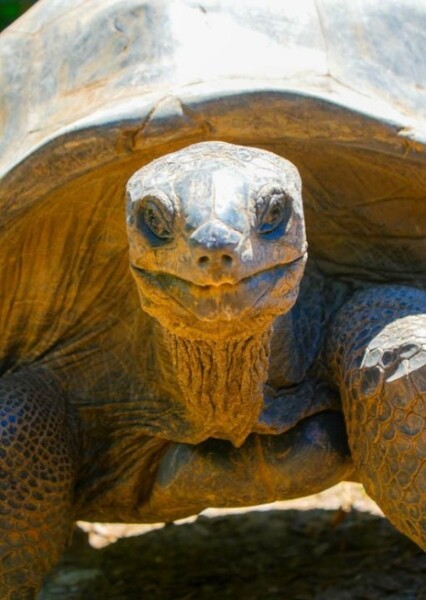 Aldabra Tortoise