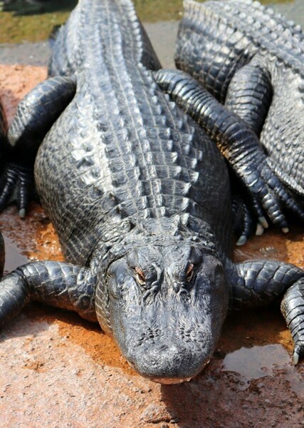 Alligator photo