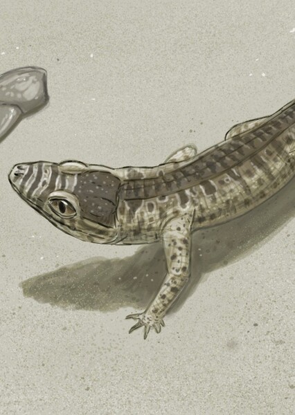 Alligatorellus
