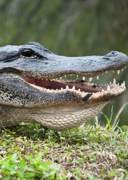 Alligatorplayz photo