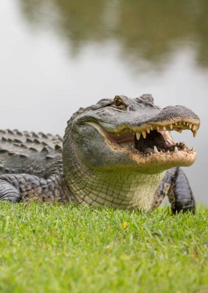 Alligatorplayz2 photo