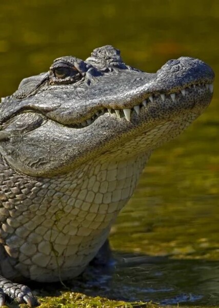 Alligators