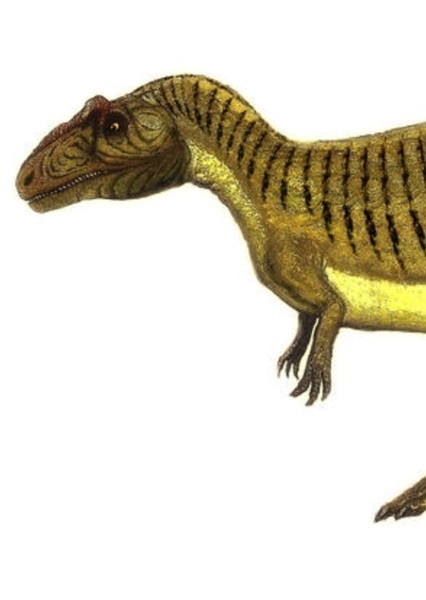 Allosaurus photo