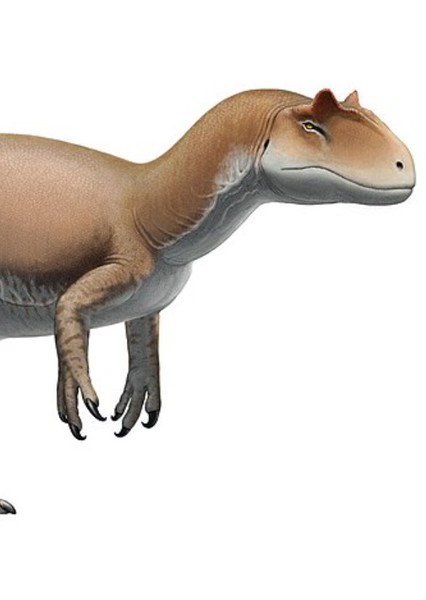 Allosaurus photo