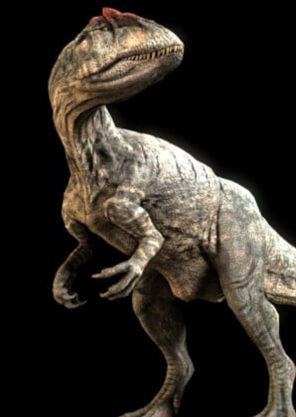 Allosaurus photo