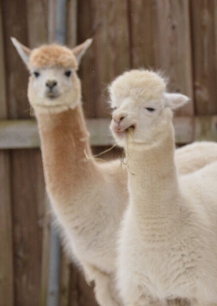 Alpaca