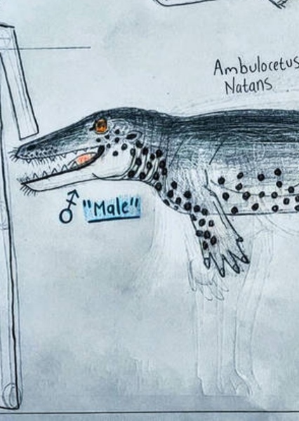 Ambulocetus photo
