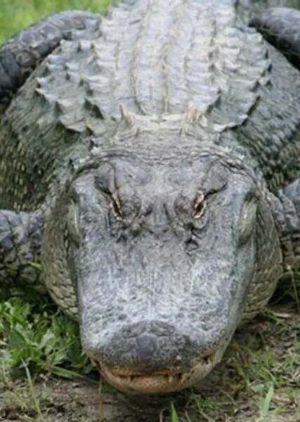 American Alligator photo