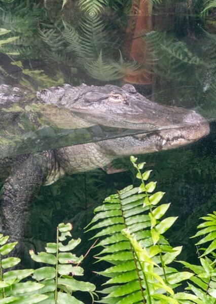 American Alligator photo