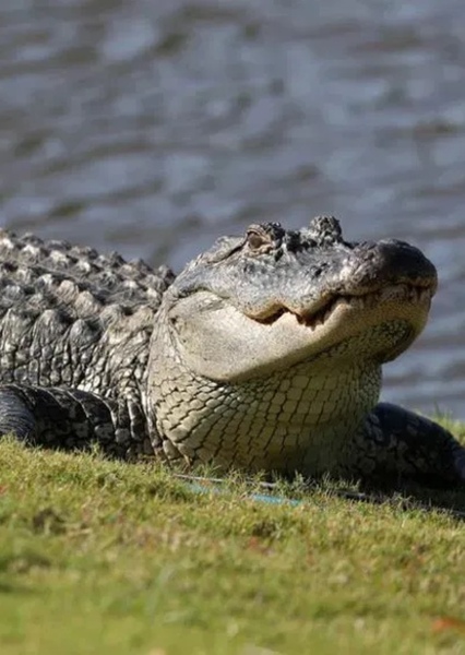 American Alligator