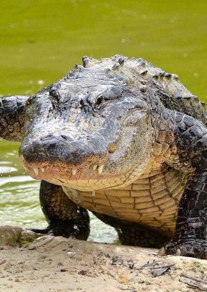 American Alligator photo