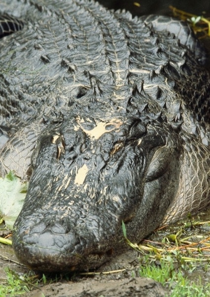 American Alligator photo