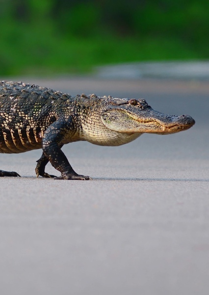 American Alligator photo