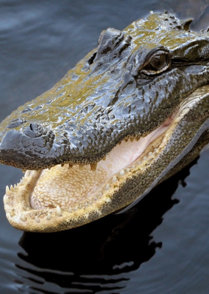 American Alligator photo