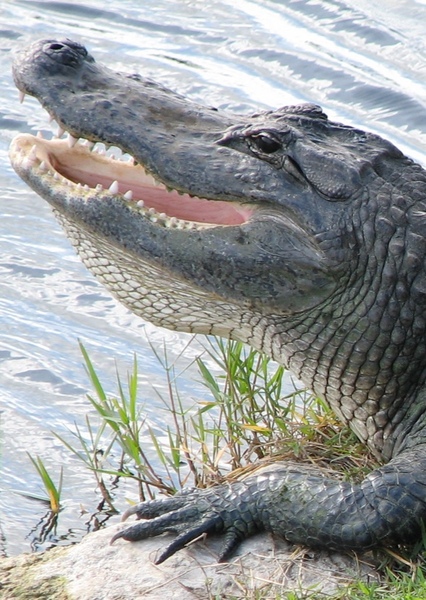 American Alligator photo