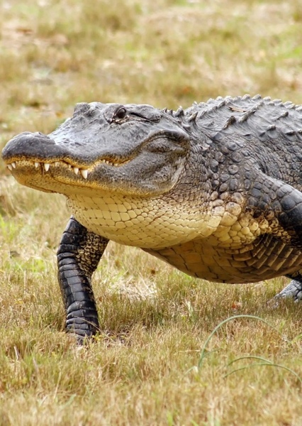 American Alligator photo