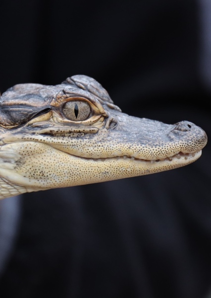 American Alligator photo