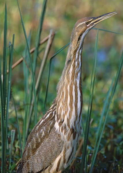 American Bittern