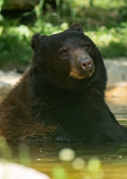 American Black Bear