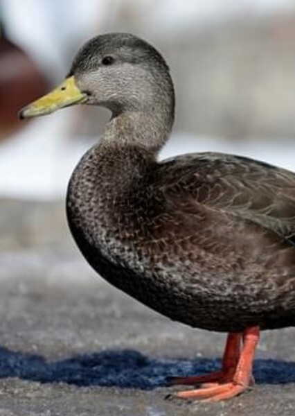 American Black Duck