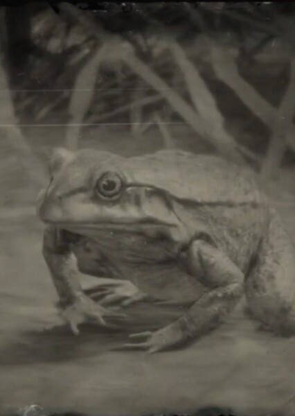American Bullfrog photo