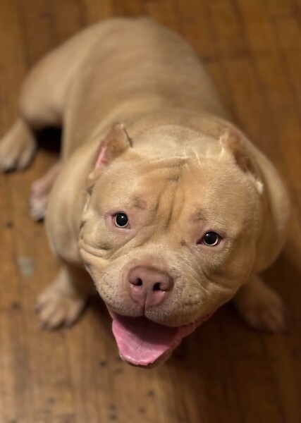 American Bully