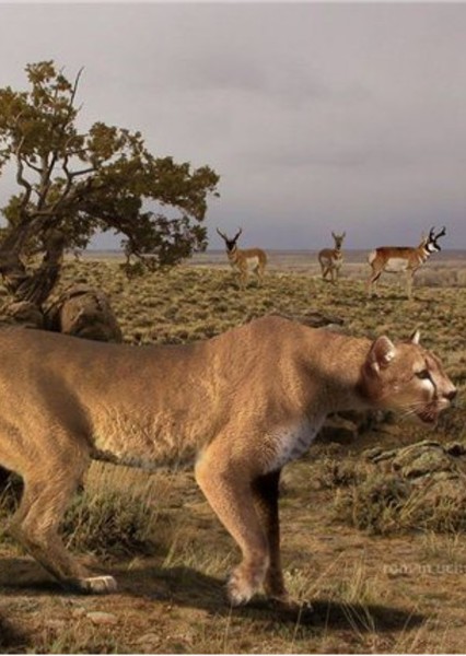 American cheetah