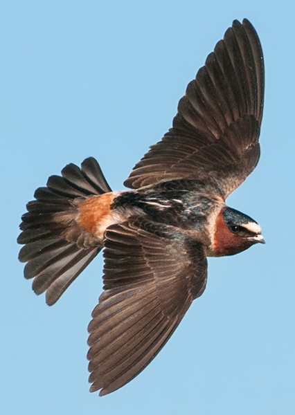 American cliff swallow