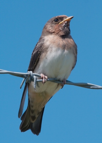 American cliff swallow photo
