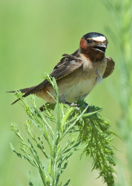 American cliff swallow photo