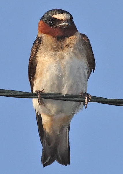 American cliff swallow photo