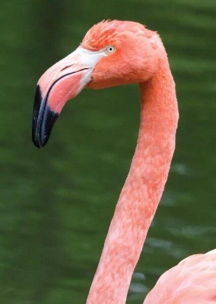 American Flamingo