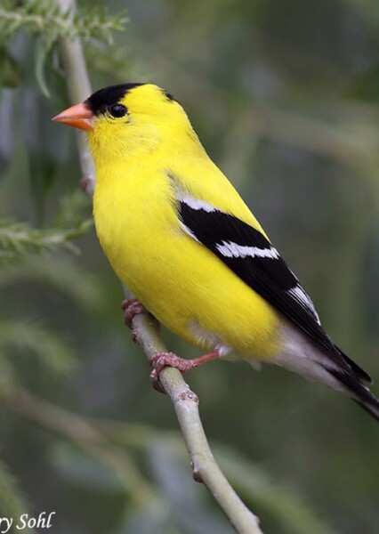 American Goldfinch