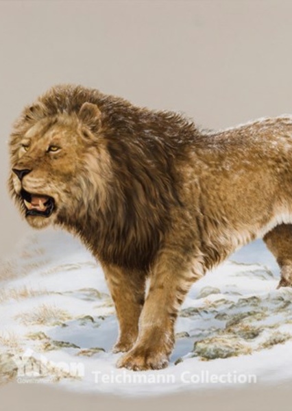 American Lion photo