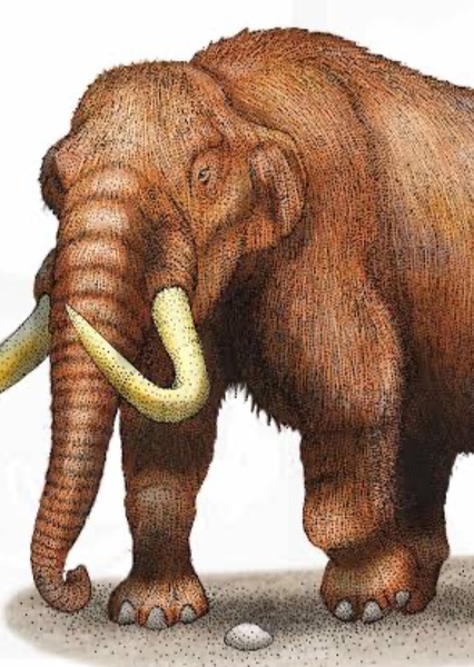 American mastodon photo