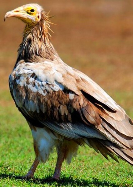 American Neophron Vulture
