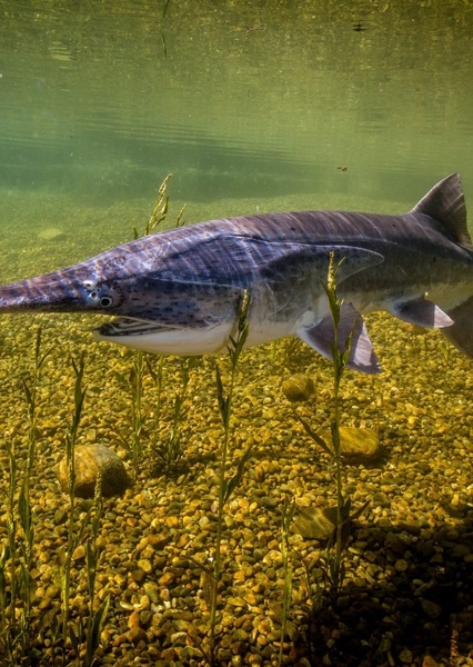 American Paddlefish