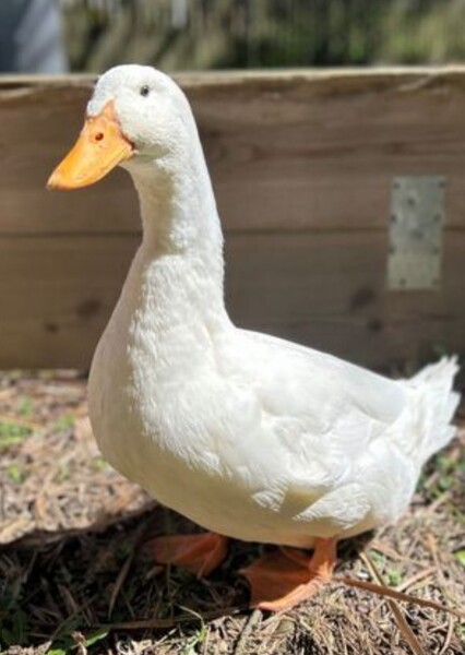 American Pekin Duck